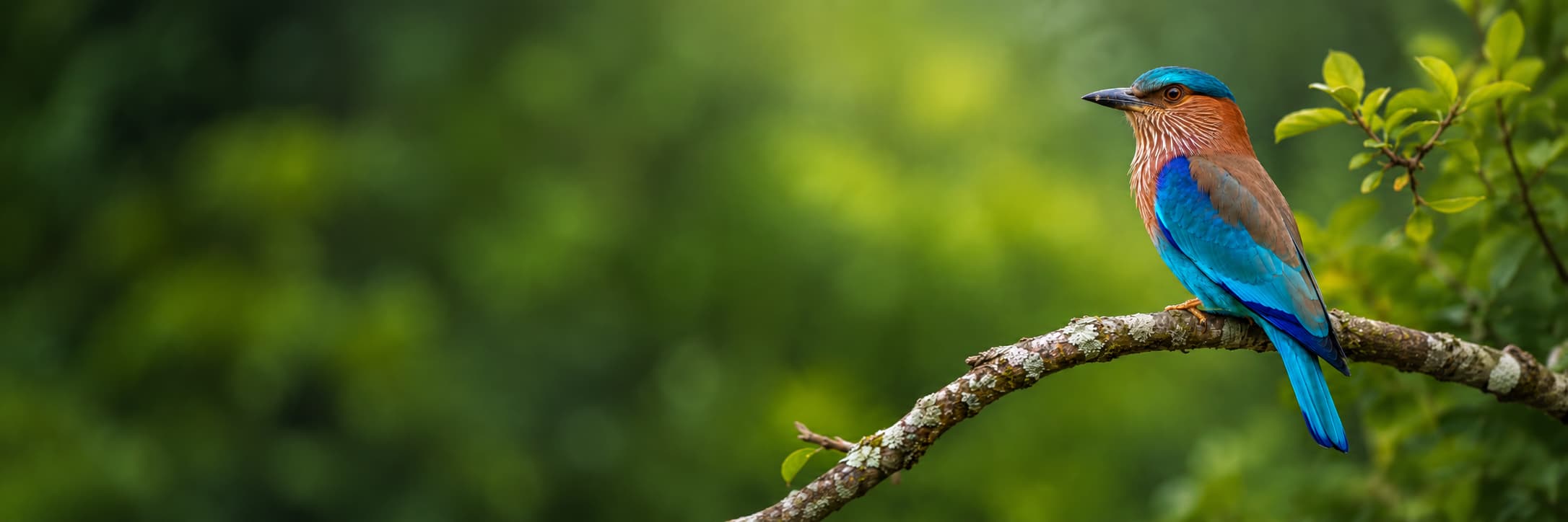 Sri Lankan bird species